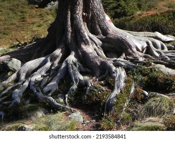 Beautifull root of the tree