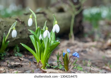 Beautifull snowdrops and squill flowers in spring forest. Tender spring flowers snowdrops harbingers of warming symbolize the arrival of spring. Scenic view of the spring forest with blooming flowers - Shutterstock ID 1304214475