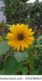 Beautifull Sunflower Blooming in Garden