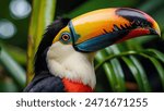 beautifull toucan close up photo