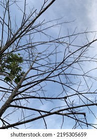 Beautifull Tree In The Blue Sky