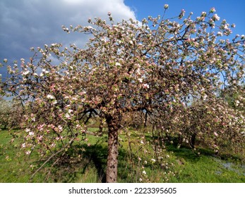 Beautifull Tree Full Of Flowers