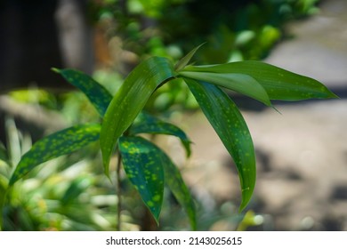 A Beautifull Tree In The Garden