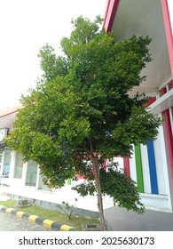 Beautifull Tree At The Gas Station