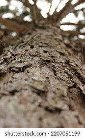 Beautifull Tree In North Sumatra