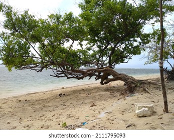 Beautifull Tree On The Beach