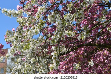 Beautifull Tree With Pink Flower 