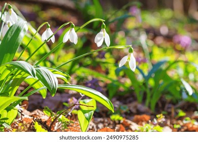 Beautifull white snowdrops - blooming flowers in early spring in the forest, closeup with space for text - Powered by Shutterstock