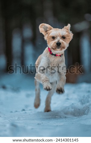 Beautifull young mixed bred dog walking in snow forrest. Playing with stick and another dog. Pink collar, brown fur and eyes. Purebred.