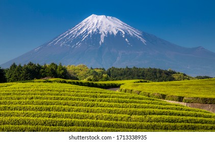 Beautifulll Green Tea Field With Mount Fuji In The Background