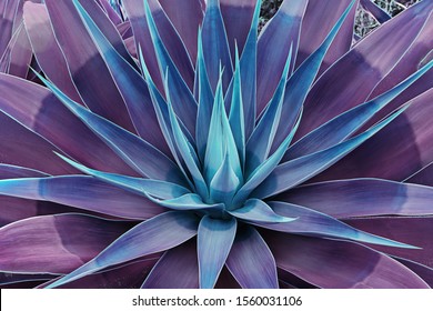 Beautifully bloomed agave leaves like lotus flower. Toned floral pattern agave plant succulent concept