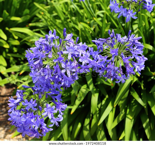 Beautifully blooming blue agapanthus. Lily of the\
Nile, african lily.