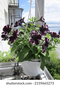 Beautifully Blooming Dark Purple Petunia In Hanging Planter Grows On Open Balcony Against Backdrop Of Large River And Forest On Horizon. Bright Spring Photo. Balcony Gardening As A Lifestyle.