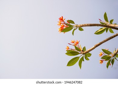 Beautifully Blooming Orange Plumeria, Orange Flowers With Green Leaves.