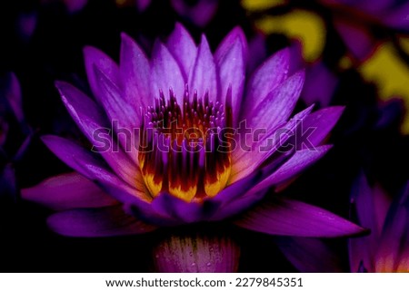 Beautifully blooming purple lotus flowers.