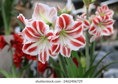 Beautifully blooming red and white amaryllis flowers - Powered by Shutterstock