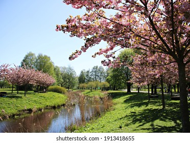 Beautifully Blooming Sakura Trees Are The Symbol Of Japan On Warm May Days.