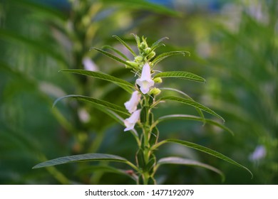 Beautifully Blooming White Sesame Flower
