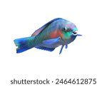 A beautifully colored parrot fish on isolated white background. Scarus ghobban (blue-barred, globe-headed, bluechin parrotfish) is a popular marine aquarium fish. 