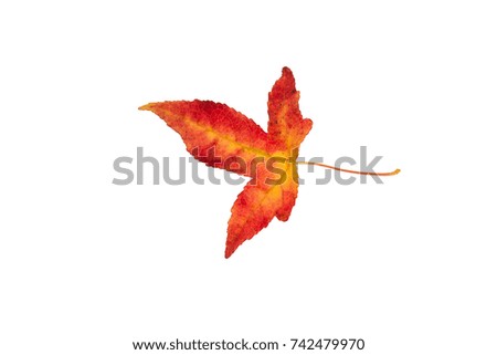 Similar – Autumn foliage I