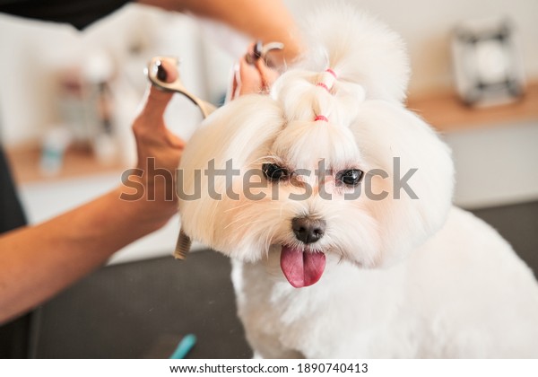 Beautifully combed maltipoo dog.\
Grooming master cuts and shaves at the salone, while cares for a\
dog. Grooming animals, grooming, styling dogs and combing wool\
concept