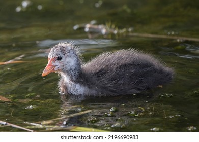 Beautifully Cute Fluffy And Ugly Baby Coot