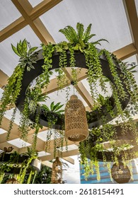 A beautifully designed ceiling decor featuring a black circular structure adorned with lush green hanging plants and ferns, combined with woven rattan pendant lights.
