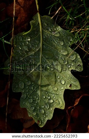 Similar – Image, Stock Photo After the rain Plant Earth