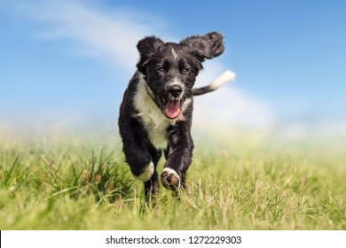 Beautifully Dog Running In The Grass