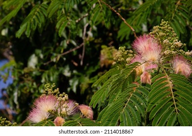 4,090 Albizia leaves Images, Stock Photos & Vectors | Shutterstock