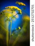 A beautifully focused close up of wild dill plants captured with a Leica Noctilux lens, showcasing vibrant colors and detailed textures.