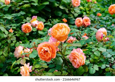 Beautifully Landscaped English Garden Roses