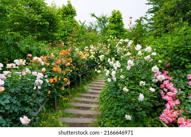 Beautifully Landscaped English Garden Roses