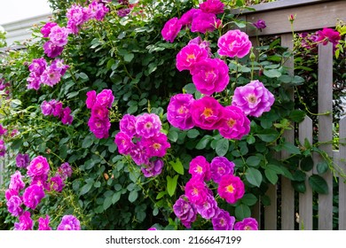 Beautifully Landscaped English Garden Roses