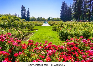Imagenes Fotos De Stock Y Vectores Sobre Bay Of Roses Shutterstock