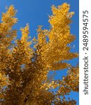 Beautifully Lit Bright Yellow Gingko Tree Leaves Against a Blue Sky