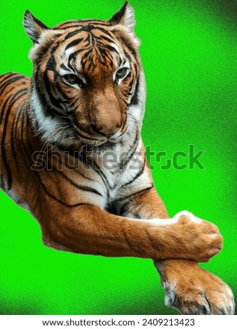 Beautifully lying tiger with crossed paws on green background.