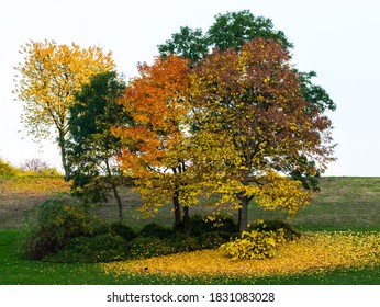 Beautifully Painted Trees In Autumn