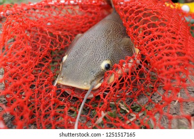 Beautifully pattern catfish caught in the red net It big and strong