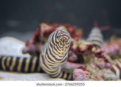 A beautifully patterned moray eel emerges quietly from the rocks.
Its distinctive stripes and calm presence reveal the depth and mystery of the underwater world.
Illuminated by the soft light, it becomes a striking and captivating subject.
