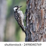 Beautifully Perched Female Red Cockaded Woodpecker in the Forest