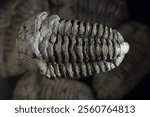 A beautifully preserved specimen of a fossilized trilobite.