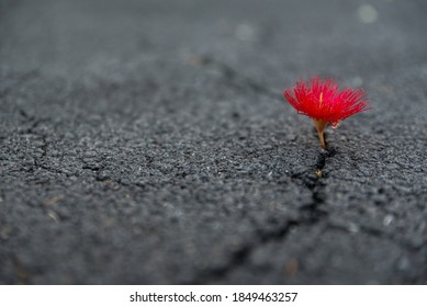 Beautifully Resilient Flower Growing Out Of Dark Crack In Asphalt 