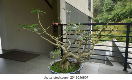 A beautifully shaped bonsai plant in a decorative pot set on a balcony, showcasing lush greenery and a tranquil outdoor scene. - Powered by Shutterstock