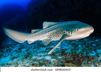 Beautifully spotted Zebra (Leopard) Shark on an underwater coral reef in Thailand's Similan Islands.