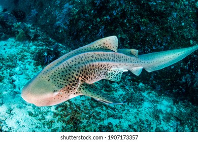 Beautifully spotted Zebra (Leopard) Shark on an underwater coral reef in Thailand's Similan Islands.