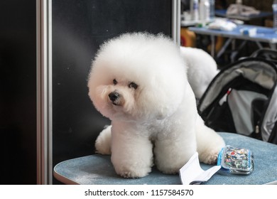 Beautifully Trimmed Bichon Frise Ready For The Match During The World Dog Show In Amsterdam In The Netherlands