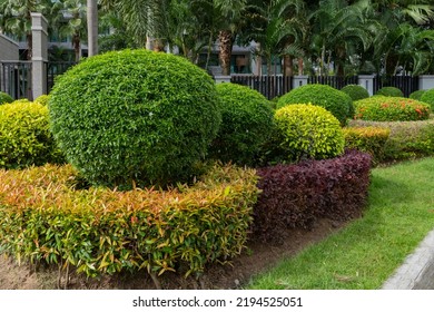 Beautifully Trimmed Shrub Growing Along The Fence.