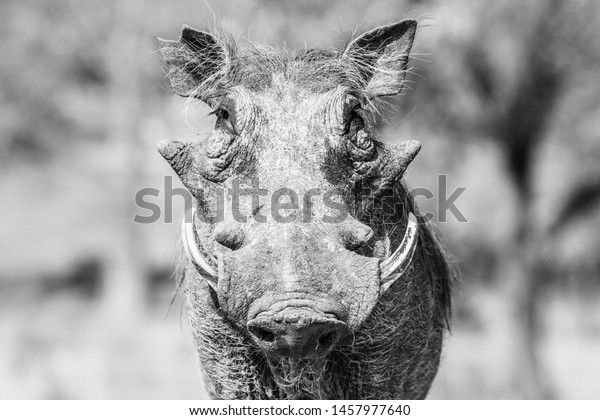 A beautifully ugly common\
warthog near Zambezi National Park in Victoria Falls,\
Zimbabwe