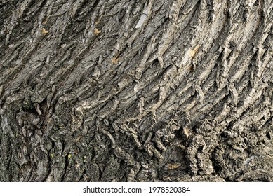 Beautifully Willow Tree Bark For Background